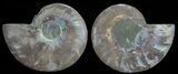Polished Ammonite Pair - Agatized #68831-1